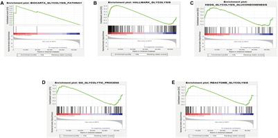 Seven Glycolysis-Related Genes Predict the Prognosis of Patients With Pancreatic Cancer